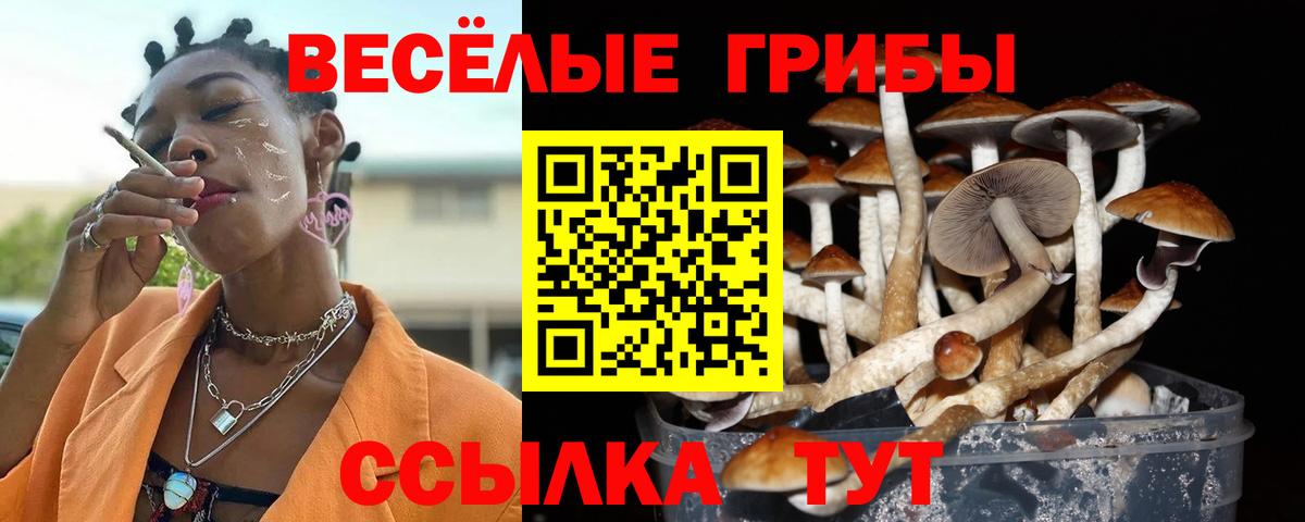 Галлюциногенные грибы Cubensis  Галлюциногенные грибы Cubensis  Вход с VPN  Можга 
